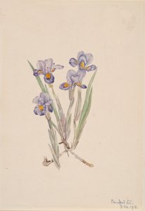 İlkbahar Iris Iris verna, 1918. by Mary Vaux Walcott