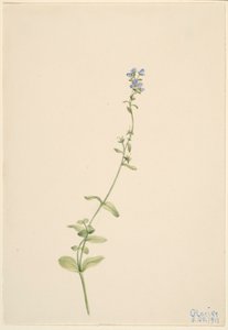  by Mary Vaux Walcott