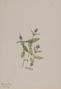  by Mary Vaux Walcott
