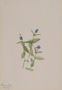 Veronica wormskjoldii, 1917. by Mary Vaux Walcott