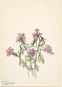  by Mary Vaux Walcott