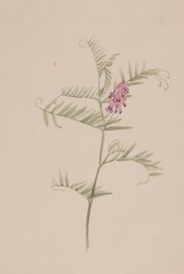  by Mary Vaux Walcott
