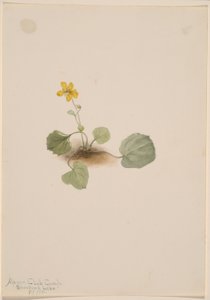  by Mary Vaux Walcott