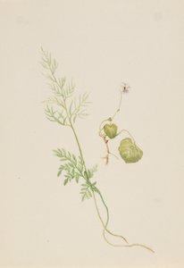Viola palustris, yak. 1917-1918. by Mary Vaux Walcott