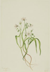  by Mary Vaux Walcott