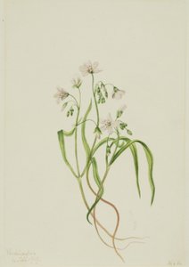 Virginia Springbeauty Claytonia virginica, 1919. by Mary Vaux Walcott