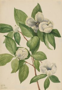 Virginia Stewartia Stewartia malachodendron, 1925. by Mary Vaux Walcott