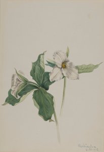  by Mary Vaux Walcott