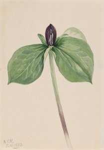  by Mary Vaux Walcott