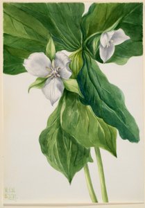  by Mary Vaux Walcott