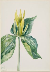  by Mary Vaux Walcott