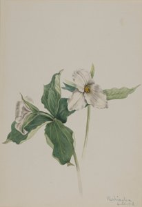 Uyandırma-Robin Trillium grandiflorum, 1918 by Mary Vaux Walcott