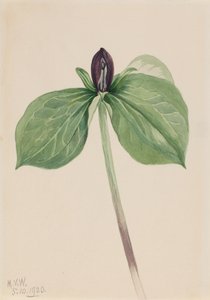 Wake-Robin Trillium sapsız, 1920. by Mary Vaux Walcott