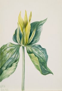 Uyandırma-Robin Trillium underwoodii, 1937. by Mary Vaux Walcott