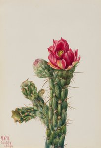  by Mary Vaux Walcott