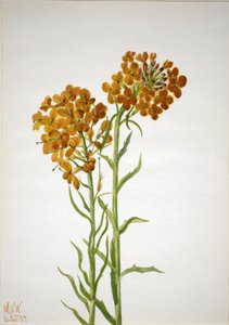 by Mary Vaux Walcott