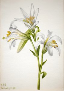 Washington Zambak Lilium washingtonianum, 1933. by Mary Vaux Walcott