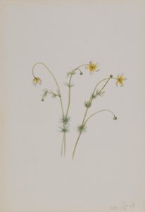 Su Kazayağı (Batrachium trichophyllum) by Mary Vaux Walcott