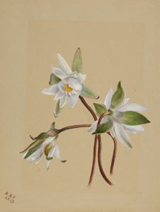 Nilüferler (Castalia odorata) by Mary Vaux Walcott