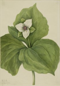  by Mary Vaux Walcott