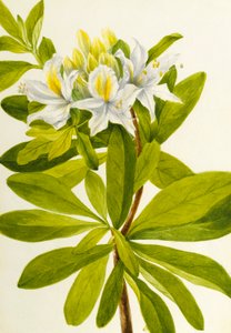 Batı Açelyası (Rhododendron occidentale) by Mary Vaux Walcott
