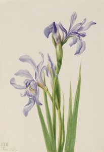  by Mary Vaux Walcott