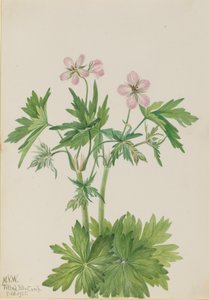 Batı Cranesbill Sardunya viscosissimum, 1925. by Mary Vaux Walcott