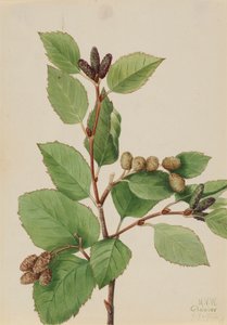 Batı Yeşil Kızılağaç Alnus sinuata, 1922. by Mary Vaux Walcott