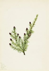Batı Hemlock Tsuga heterophylla, 1924. by Mary Vaux Walcott