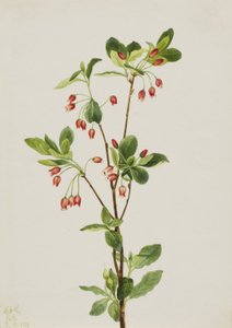 Batı Menziesia Menziesia glabella, 1924. by Mary Vaux Walcott