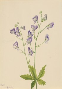 Batı Monkshood Aconitum columbianum, 1933 by Mary Vaux Walcott