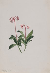 Batı Pipsissewa Chimaphila umbellata, 1902. by Mary Vaux Walcott