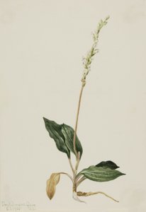 Batı Çıngıraklı Yılan Muz Peranium decipiens, 1905. by Mary Vaux Walcott