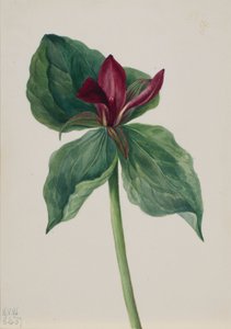  by Mary Vaux Walcott