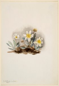  by Mary Vaux Walcott