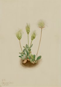 Beyaz Dryad Dryas octopetala, 1920. by Mary Vaux Walcott