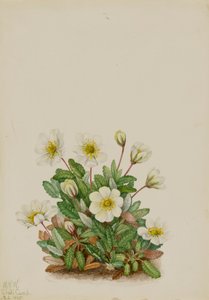 Beyaz Dryad Dryas octopetala, 1925. by Mary Vaux Walcott