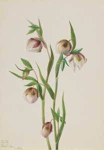 Beyaz Peri Feneri Calochortus albus, 1933. by Mary Vaux Walcott