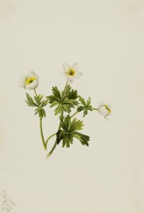 Beyaz Küre Çiçeği Trollius albiflorus, 1899. by Mary Vaux Walcott
