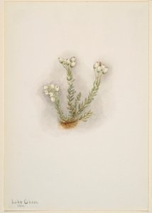  by Mary Vaux Walcott