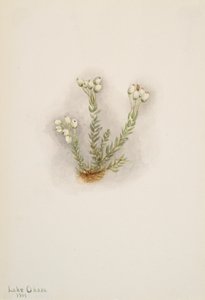 Beyaz Heather Phyllodoce grandiflora, 1901. by Mary Vaux Walcott
