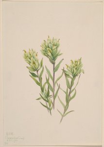 Beyaz Kızılderili Boya Fırçası (Castilleja occidentalis) by Mary Vaux Walcott