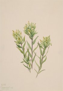 Beyaz Hint Boya Fırçası Castilleja occidentalis, 1920. by Mary Vaux Walcott
