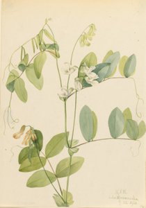  by Mary Vaux Walcott