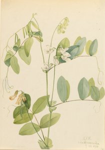 Beyaz Bezelye Lathyrus ochroleucus, 1920. by Mary Vaux Walcott