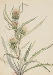  by Mary Vaux Walcott