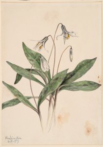  by Mary Vaux Walcott