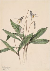 Beyaz Alabalık Erythronium albidum, 1919. by Mary Vaux Walcott