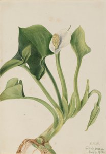 Yabani Calla (Calla palustris) by Mary Vaux Walcott