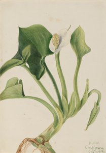 Vahşi Calla Calla palustris, 1919. by Mary Vaux Walcott